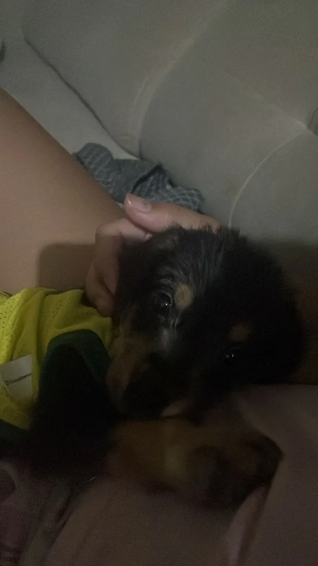 Cachorro raça SRD-ViraLata idade Abaixo de 2 meses nome Nick