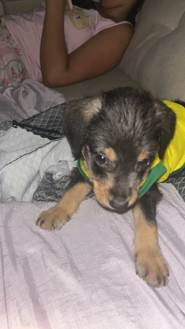 Cachorro raça SRD-ViraLata idade Abaixo de 2 meses nome Nick