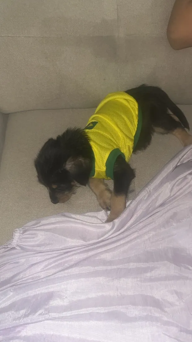 Cachorro raça SRD-ViraLata idade Abaixo de 2 meses nome Nick