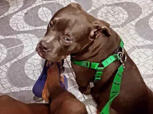 Cachorro raça Pit-Bull idade 4 anos nome Mike 