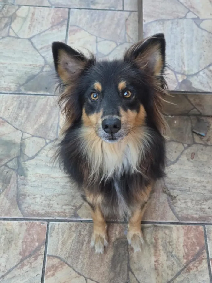Cachorro raça SRD-ViraLata idade 6 ou mais anos nome Boris