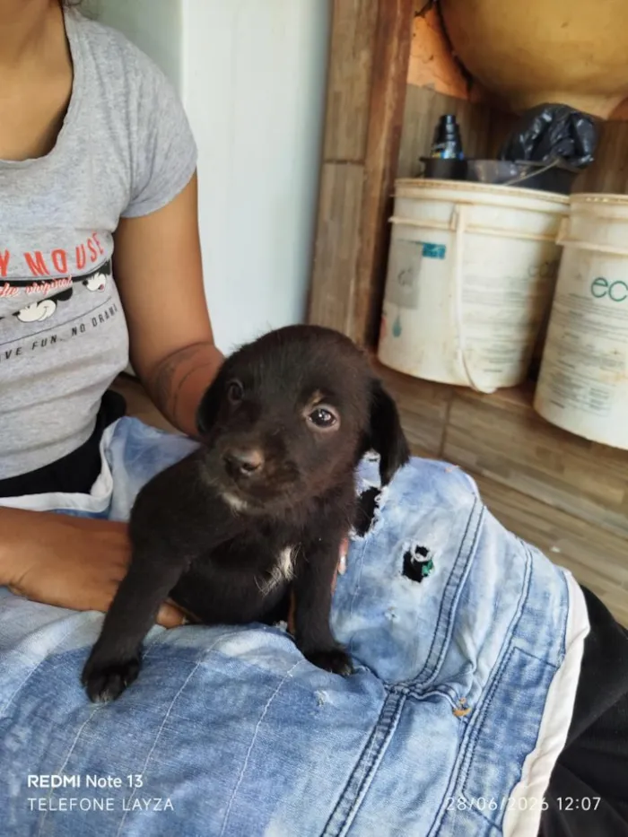 Cachorro raça SRD-ViraLata idade Abaixo de 2 meses nome filhotes 