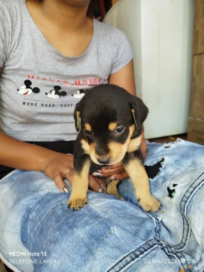 Cachorro raça SRD-ViraLata idade Abaixo de 2 meses nome filhotes 