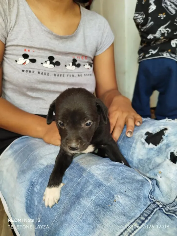 Cachorro raça SRD-ViraLata idade Abaixo de 2 meses nome filhotes 