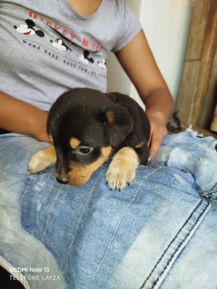 Cachorro raça SRD-ViraLata idade Abaixo de 2 meses nome filhotes 