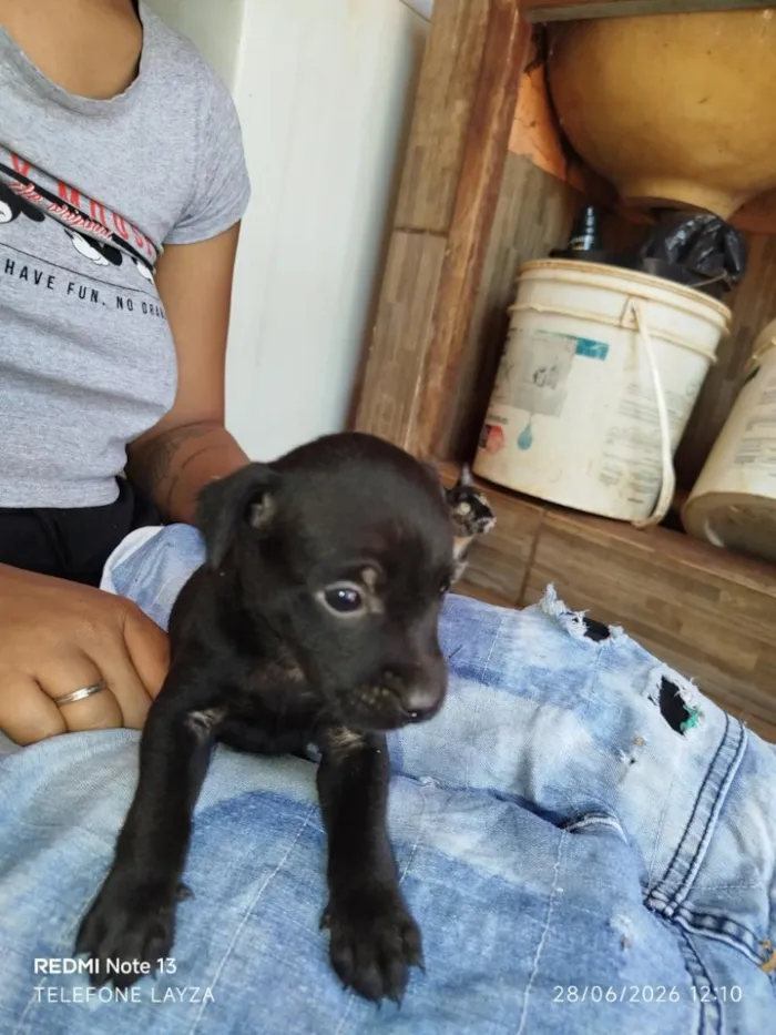Cachorro raça SRD-ViraLata idade Abaixo de 2 meses nome filhotes 