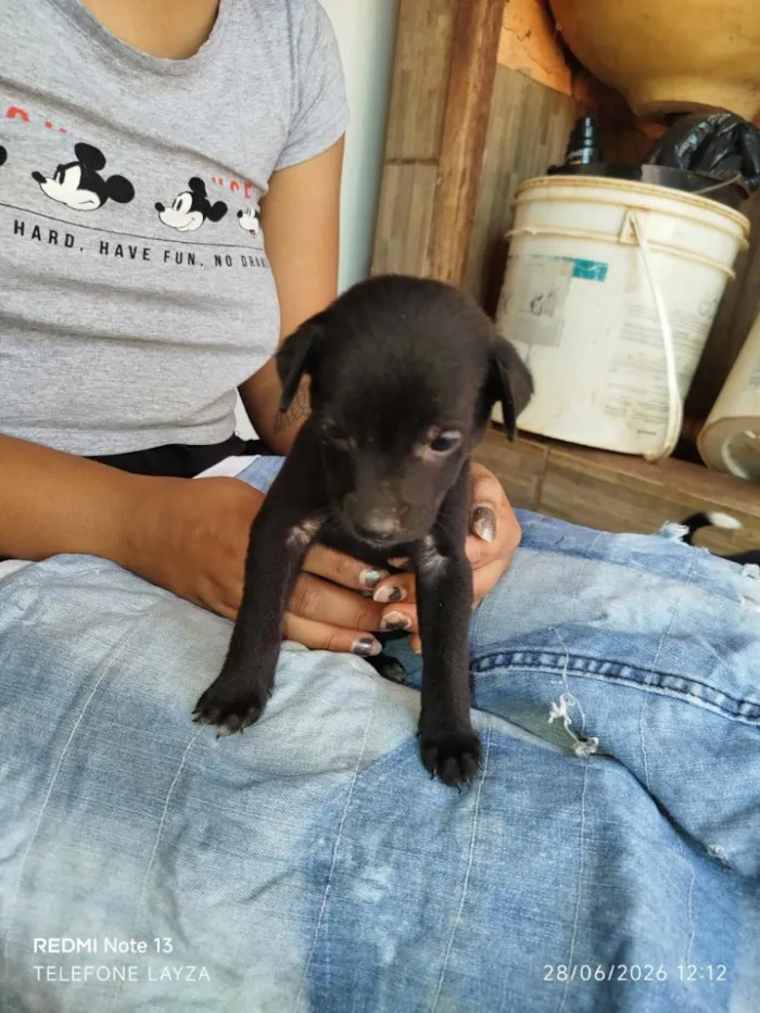 Cachorro raça SRD-ViraLata idade Abaixo de 2 meses nome filhotes 