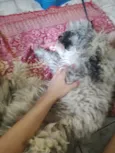 ted
