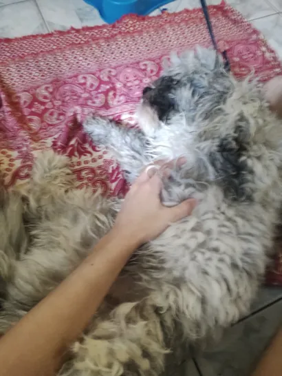 Cachorro raça Shitzu idade 1 ano nome ted
