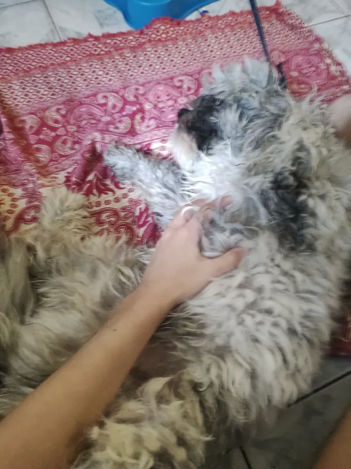 Cachorro raça Shitzu idade 1 ano nome ted