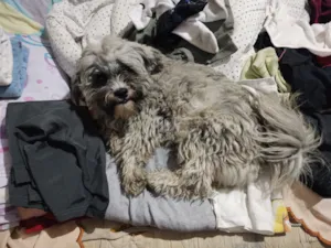 Cachorro raça Shitzu idade 1 ano nome ted