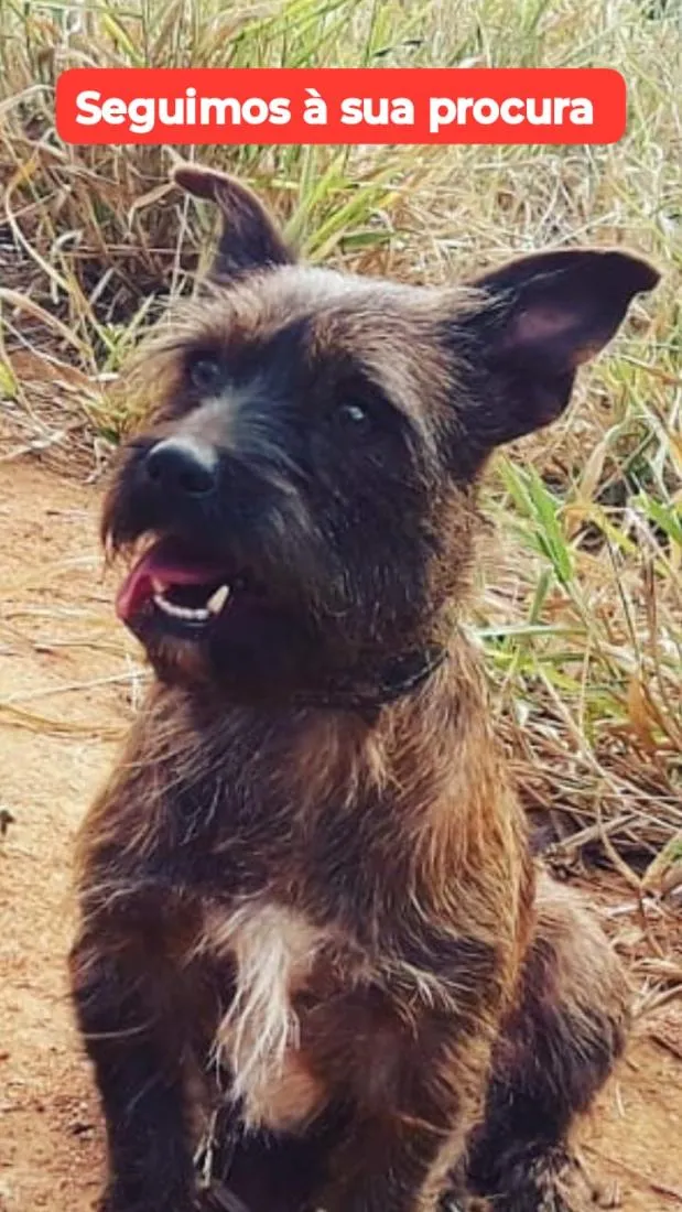 Cachorro raça SRD-ViraLata idade 6 ou mais anos nome Latrel 