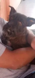 Latrel 