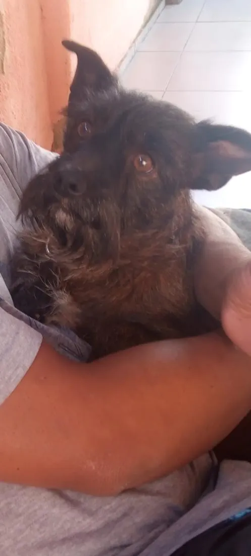 Cachorro raça SRD-ViraLata idade 6 ou mais anos nome Latrel 