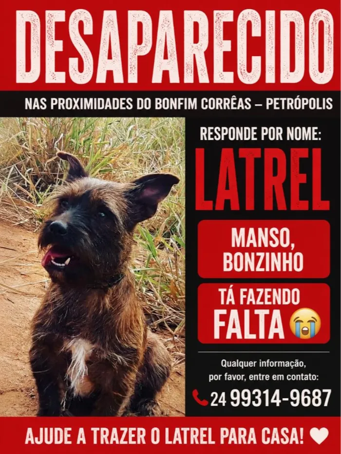 Cachorro raça SRD-ViraLata idade 6 ou mais anos nome Latrel 