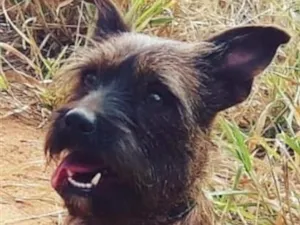 Cachorro raça SRD-ViraLata idade 6 ou mais anos nome Latrel 