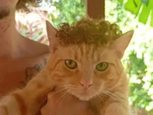 Gato raça SRD-ViraLata idade 2 a 6 meses nome gigi