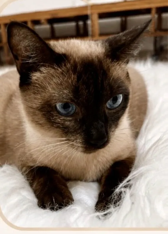 Gato raça Siamês idade 1 ano nome Capuccino 1aninho 