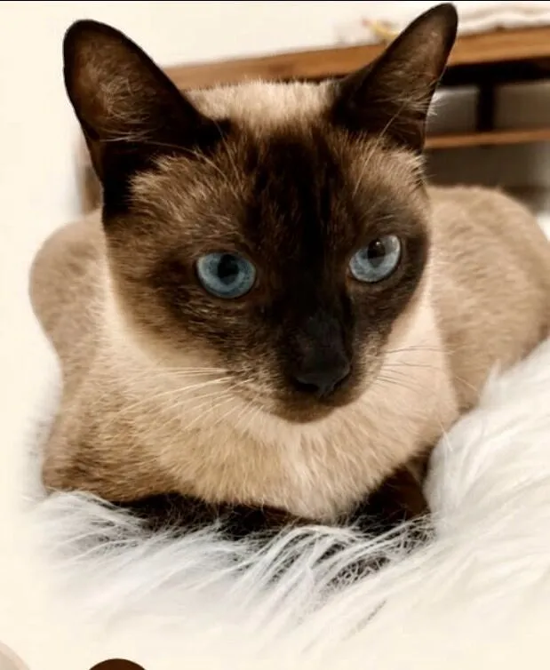Gato raça Siamês idade 1 ano nome Capuccino 1aninho 
