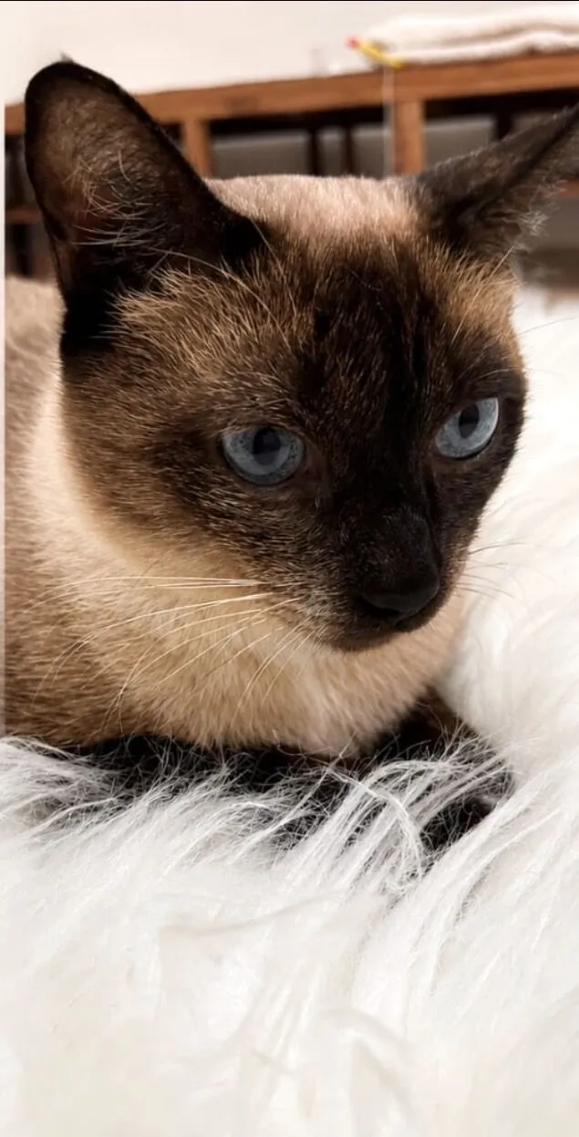Gato raça Siamês idade 1 ano nome Capuccino 1aninho 