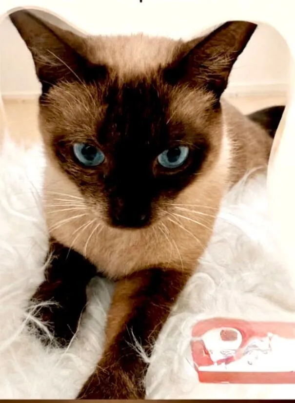 Gato raça Siamês idade 1 ano nome Capuccino 1aninho 