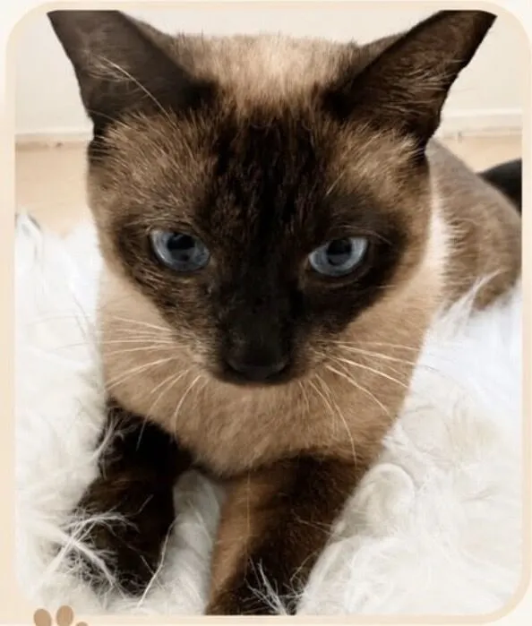 Gato raça Siamês idade 1 ano nome Capuccino 1aninho 