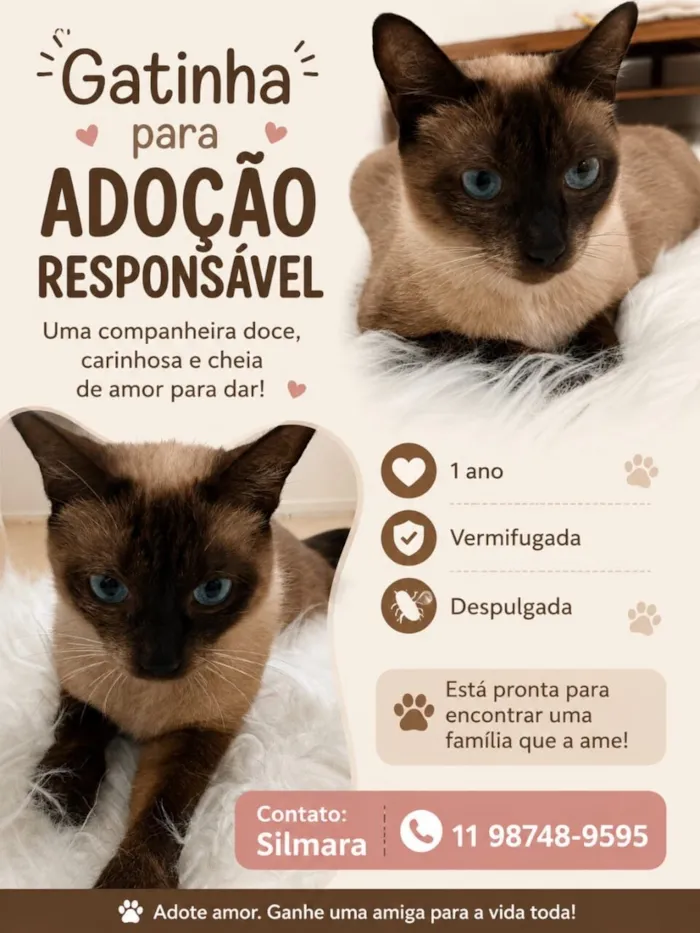 Gato raça Siamês idade 1 ano nome Capuccino 1aninho 