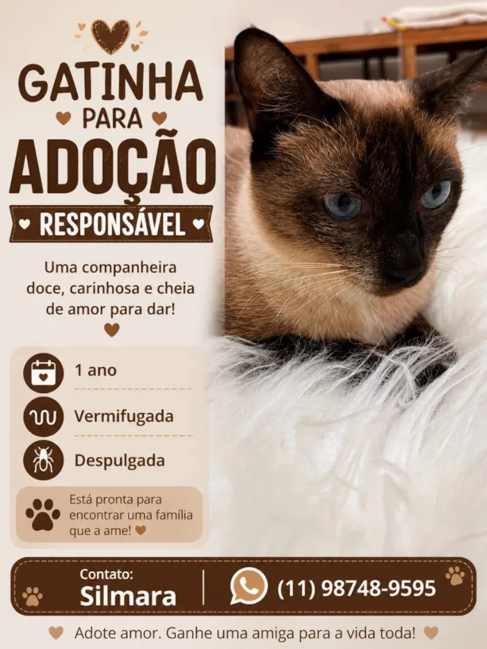 Gato raça Siamês idade 1 ano nome Capuccino 1aninho 