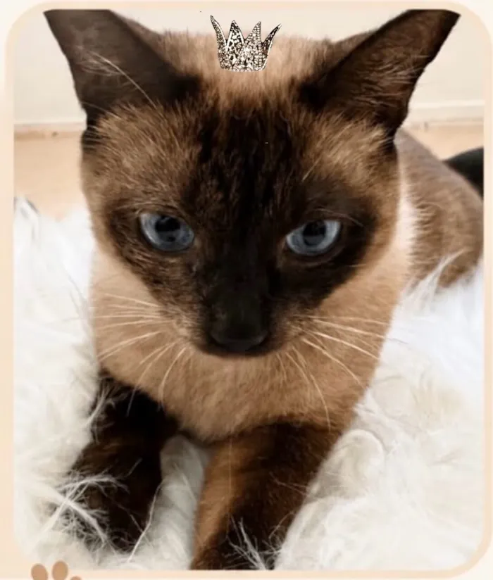 Gato raça Siamês idade 1 ano nome Capuccino 1aninho 