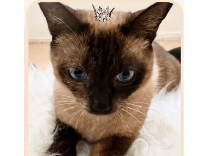 Gato raça Siamês idade 1 ano nome Capuccino 1aninho 