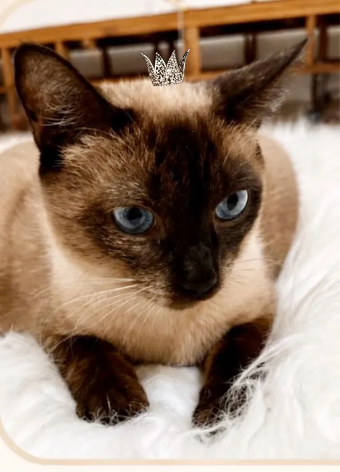 Gato raça Siamês idade 1 ano nome Capuccino 1aninho 
