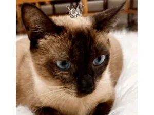 Gato raça Siamês idade 1 ano nome Capuccino 1aninho 