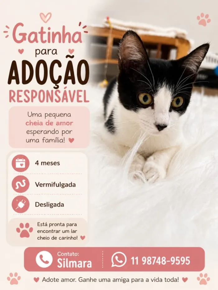 Gato raça SRD-ViraLata idade 2 a 6 meses nome Cookie bb4meses linda 