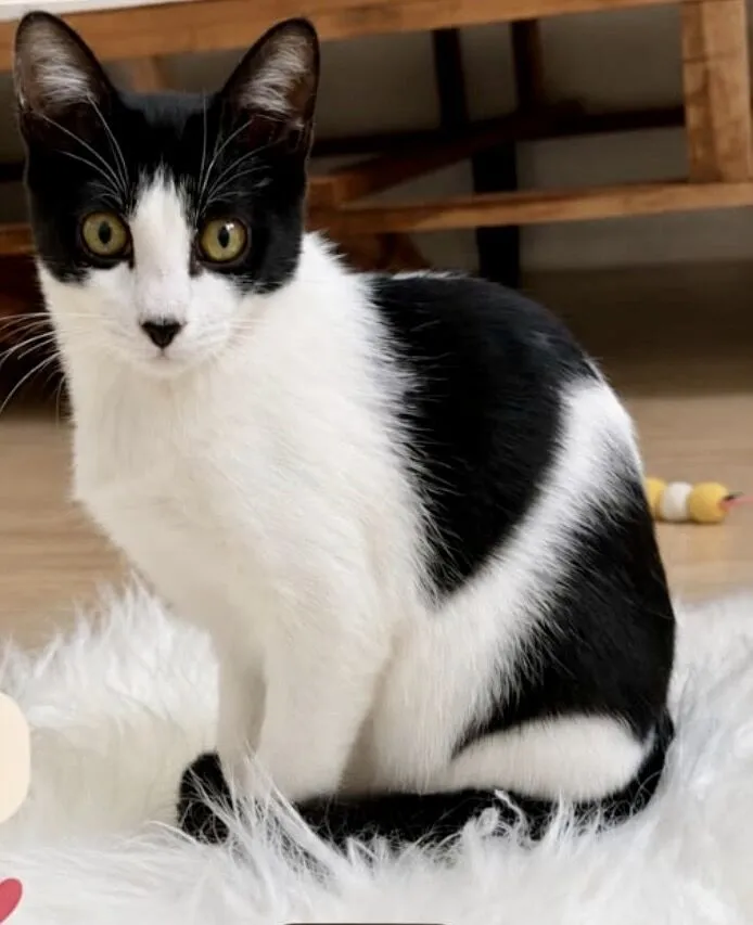 Gato raça SRD-ViraLata idade 2 a 6 meses nome Cookie bb4meses linda 