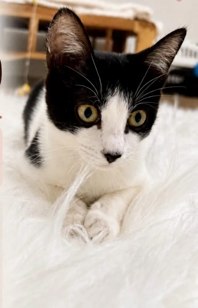 Gato raça SRD-ViraLata idade 2 a 6 meses nome Cookie bb4meses linda 