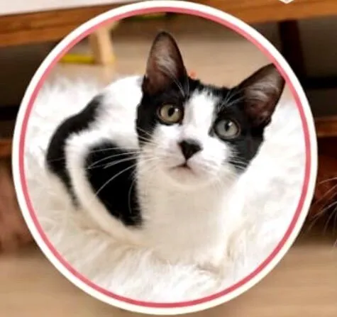 Gato raça SRD-ViraLata idade 2 a 6 meses nome Cookie bb4meses linda 