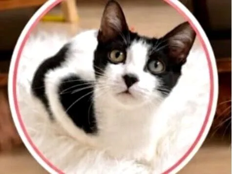 Gato raça SRD-ViraLata idade 2 a 6 meses nome Cookie bb4meses linda 