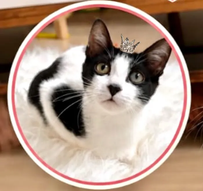 Gato raça SRD-ViraLata idade 2 a 6 meses nome Cookie bb4meses linda 