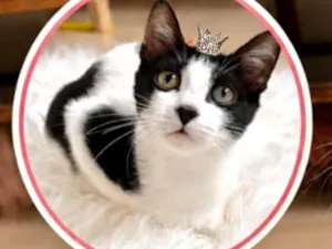 Gato raça SRD-ViraLata idade 2 a 6 meses nome Cookie bb4meses linda 