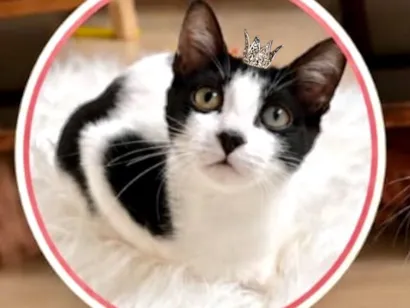 Gato raça SRD-ViraLata idade 2 a 6 meses nome Cookie bb4meses linda 
