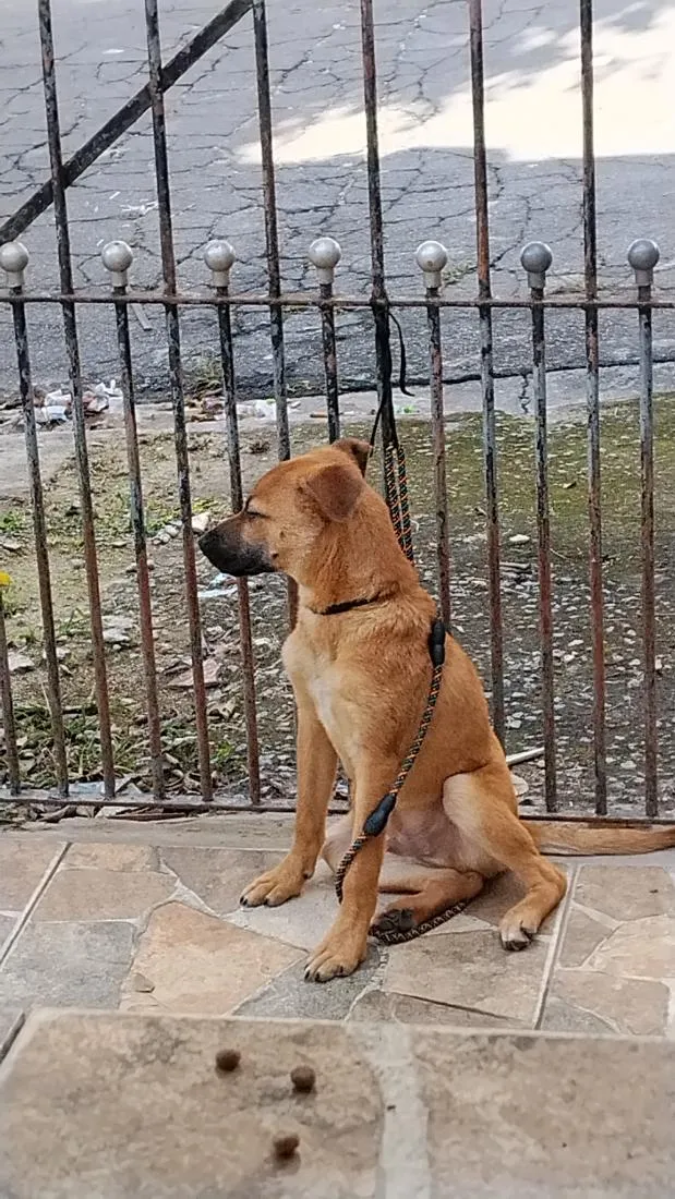 Cachorro raça SRD-ViraLata idade 2 a 6 meses nome skay