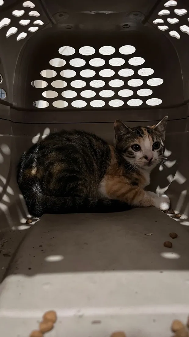 Gato raça SRD-ViraLata idade 2 a 6 meses nome Nome a definir