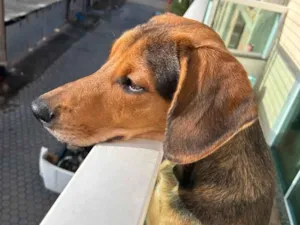 Cachorro raça SRD-ViraLata idade 2 a 6 meses nome Lope