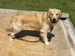 Cachorro raça Labrador idade 1 ano nome Duque 