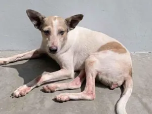Cachorro raça SRD-ViraLata idade 2 anos nome MAG