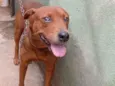 Apolo