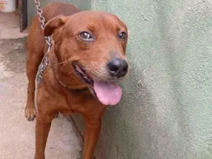 Cachorro raça SRD-ViraLata idade 4 anos nome Apolo