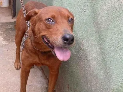 Cachorro raça SRD-ViraLata idade 4 anos nome Apolo
