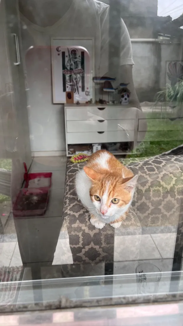 Gato raça SRD-ViraLata idade 2 a 6 meses nome Nome a definir 