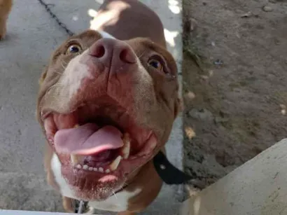 Cachorro raça Pit-Bull idade 2 anos nome Luna